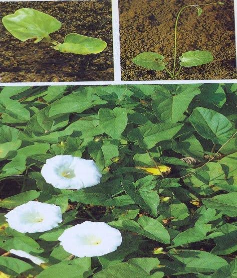 علفهای هرز پهنبرگ | پيچك (Convolvulus arvensis)