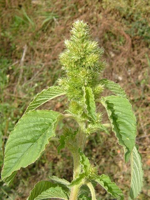 علفهای هرز پهنبرگ | تاج خروس (Amaranthus)