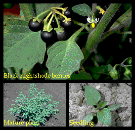علفهای هرز پهنبرگ | تاجريزی (Solanumnigrum)