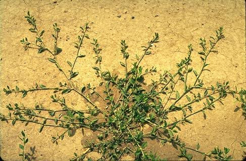 علفهای هرز پهنبرگ | هفت بند (Polygonumarenastrum)